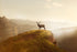 0650 - Lookout